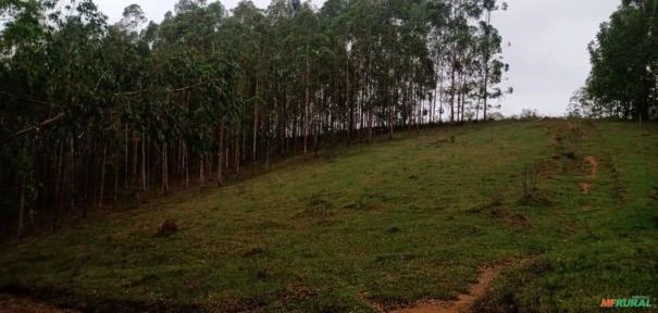 Fazenda São Jorge - Área Reserva legal com 20% Mata Nativa.