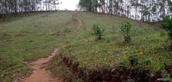 Fazenda São Jorge - Área Reserva legal com 20% Mata Nativa.