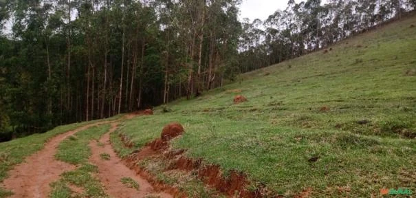 Fazenda São Jorge - Área Reserva legal com 20% Mata Nativa.