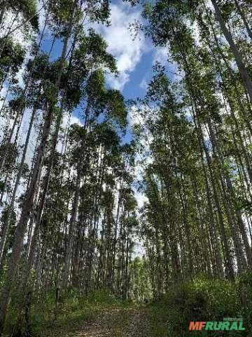 Floresta de Eucalipto Urograndis com 15 anos. DAP = 25 - 30