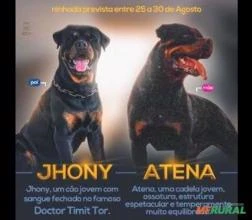 Compre hoje mesmo o seu Filhote de Rottweiler, com as melhores condições de pagamento.