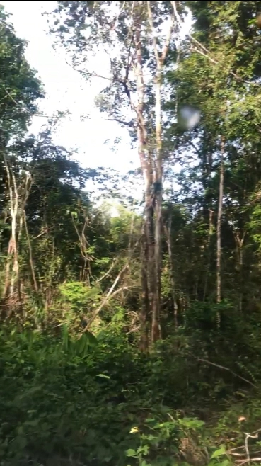 Investidores para extração de ouro Imagem Investidores para extração de ouro