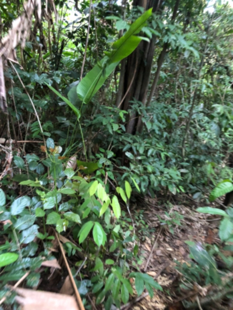 Imagem Investidores para extração de ouro Imagem Investidores para extração de ouro