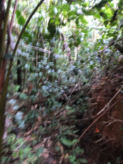 Imagem Investidores para extração de ouro Imagem Investidores para extração de ouro