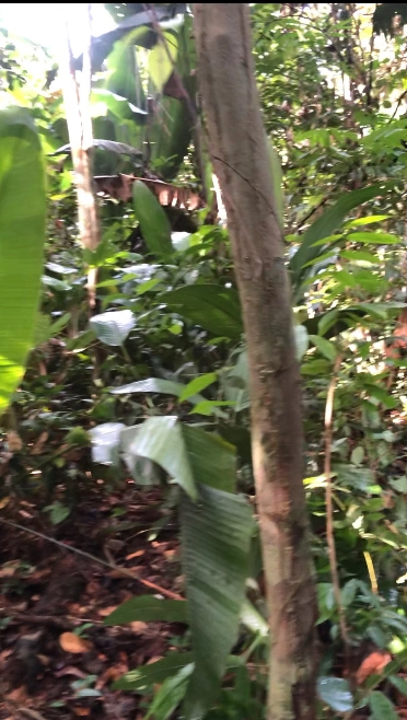 Imagem Investidores para extração de ouro Imagem Investidores para extração de ouro