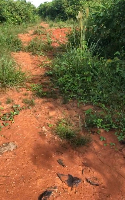 Imagem Investidores para extração de ouro Imagem Investidores para extração de ouro