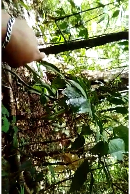 Imagem Investidores para extração de ouro Imagem Investidores para extração de ouro