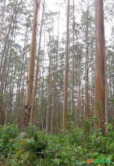 Compra de Madeira toras pinheiros e eucalipto Imagem Compra de Madeira toras pinheiros e eucalipto