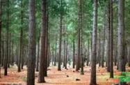 Compramos pinus de reflorestamento 9 anos acima