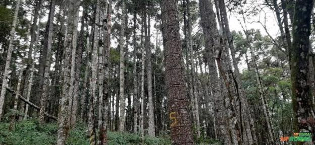 Compramos araucária licenciada Imagem Compramos araucária licenciada