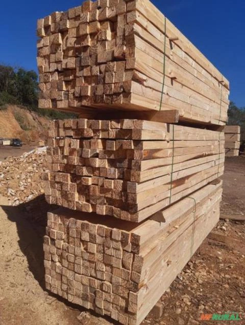 Madeira de pinus e eucalipto Imagem Madeira de pinus e eucalipto