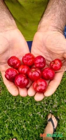 Acerola Imagem Acerola