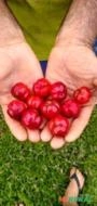 Acerola Imagem Acerola