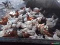 Vendo galinhas