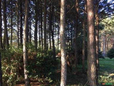 Vende-se 2.200 árvores de Pinus Elliottii