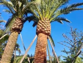 Palmeira-das-canárias