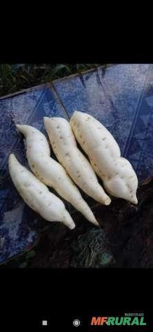 Batatas doce Imagem Batatas doce