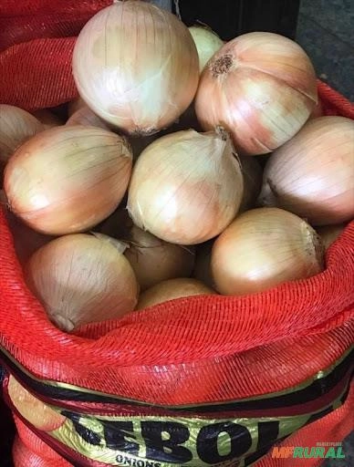 Cebola Orgânica Certificada IBD - EXTRA AA, EXTRA A E EXTRA - Piracicaba e Campinas - Agroecológica Imagem Cebola Orgânica Certificada IBD - EXTRA AA, EXTRA A E EXTRA - Piracicaba e Campinas - Agroecológica