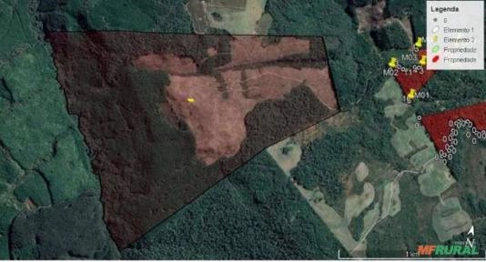 Floresta Pinus Taeda - Inacio Martins/PR Imagem Floresta Pinus Taeda - Inacio Martins/PR