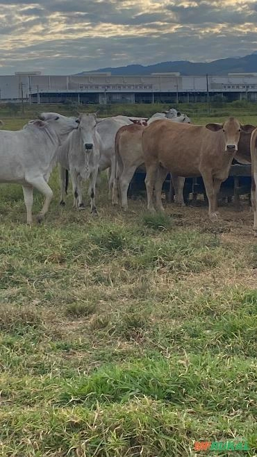 Venda de novilhas Imagem Venda de novilhas