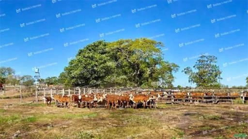 Fazenda para pecuária e agricultura no Chaco Paraguaio, Paraguai