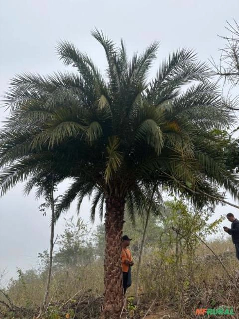 Imagem Tamareira de Grande Porte Imagem Tamareira de Grande Porte