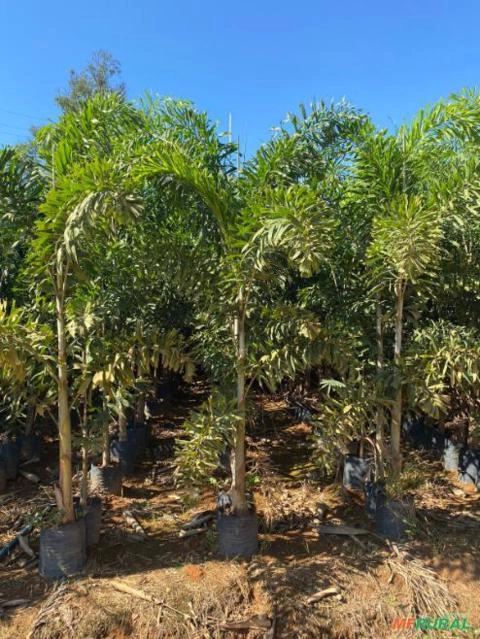 Imagem Palmeiras Rabo de Raposa Novas Imagem Palmeiras Rabo de Raposa Novas