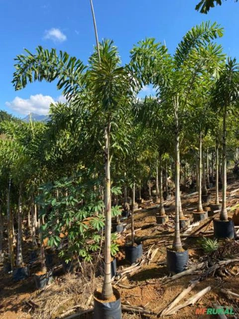 Imagem Palmeiras Rabo de Raposa Novas Imagem Palmeiras Rabo de Raposa Novas
