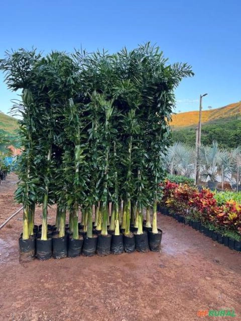 Palmeiras Rabo de Raposa Novas Imagem Palmeiras Rabo de Raposa Novas