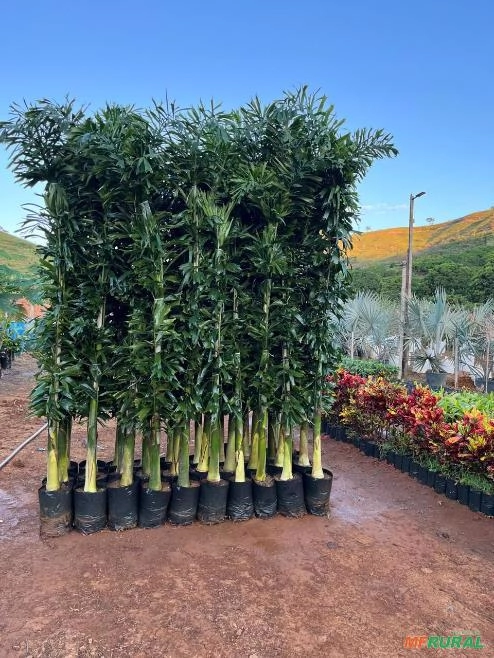 Palmeiras Rabo de Raposa Novas Imagem Palmeiras Rabo de Raposa Novas