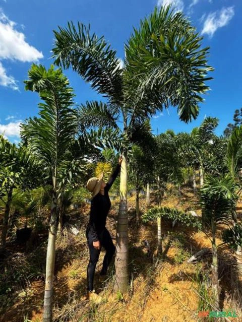 Imagem Palmeira Rabo de Raposa Adulta Imagem Palmeira Rabo de Raposa Adulta