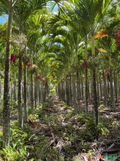 Palmeira Veitchia Adulta Imagem Palmeira Veitchia Adulta