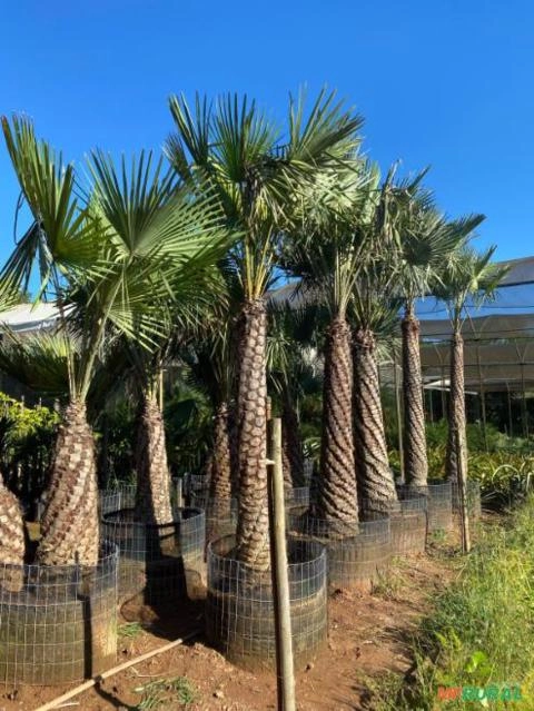 Imagem Palmeiras adultas Imagem Palmeiras adultas