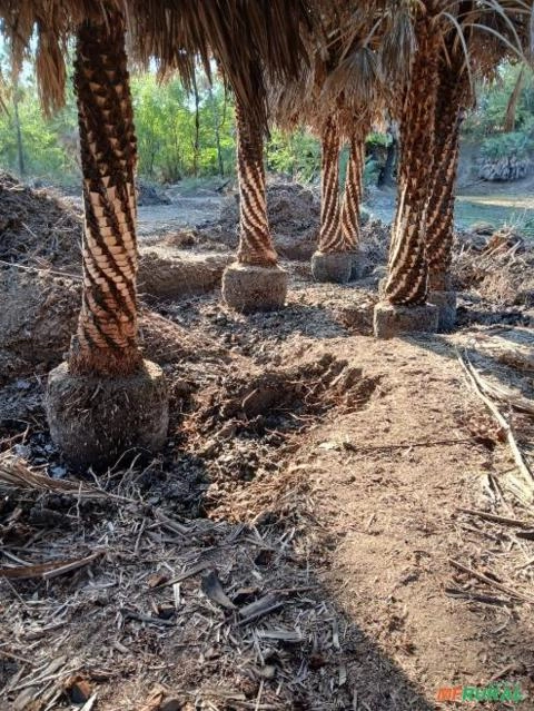 Imagem Palmeiras adultas Imagem Palmeiras adultas