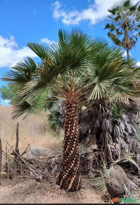 Palmeiras adultas Imagem Palmeiras adultas