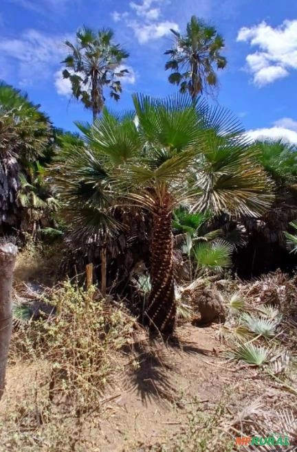 Imagem Palmeiras adultas Imagem Palmeiras adultas