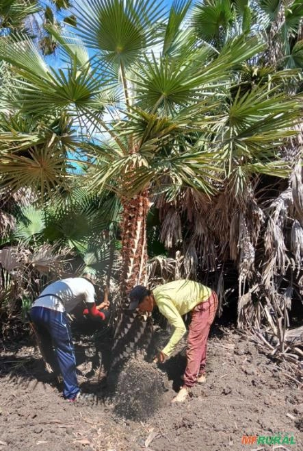 Imagem Palmeiras adultas Imagem Palmeiras adultas