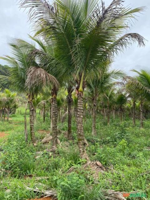 Imagem Coqueiro Anão Produzindo Imagem Coqueiro Anão Produzindo
