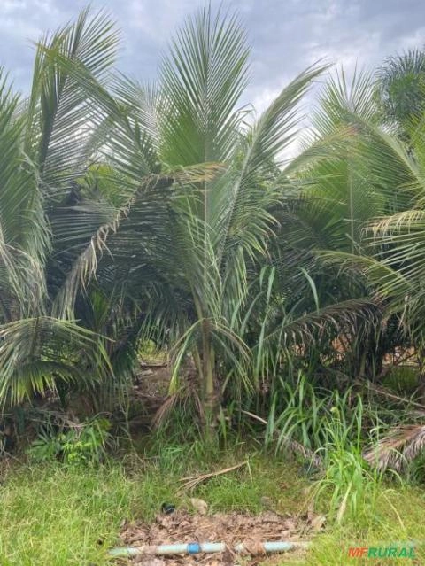 Imagem Coqueiro Anão Produzindo Imagem Coqueiro Anão Produzindo