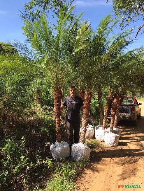 Palmeira Fenix Imagem Palmeira Fenix