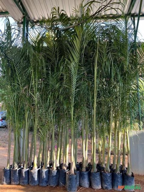 Imagem Palmeira Imperial Imagem Palmeira Imperial