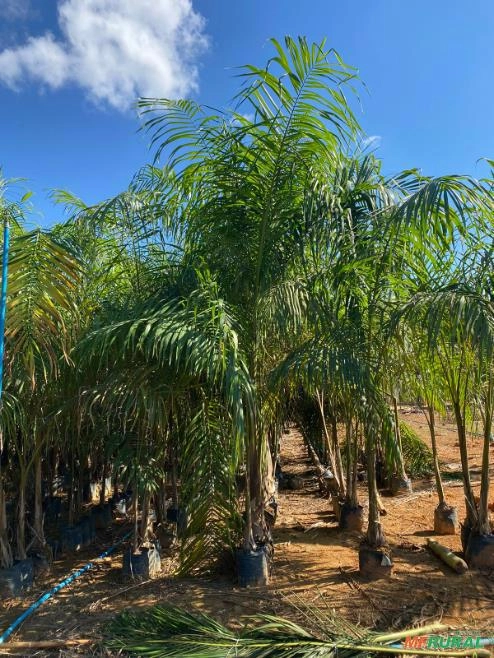 Palmeira Imperial Imagem Palmeira Imperial