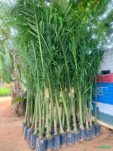 Imagem Palmeira Imperial Imagem Palmeira Imperial