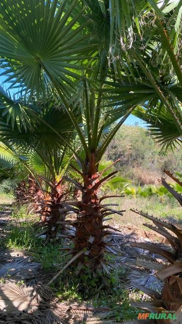 Imagem Mudas de Palmeira Washingtônia Imagem Mudas de Palmeira Washingtônia