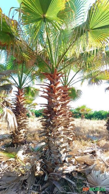 Imagem Mudas de Palmeira Washingtônia Imagem Mudas de Palmeira Washingtônia