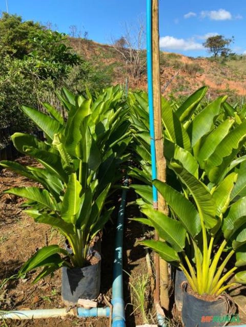 Ravenala Nova Imagem Ravenala Nova