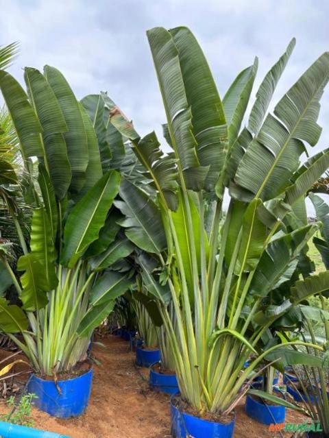 Imagem Ravenala Adulta Imagem Ravenala Adulta