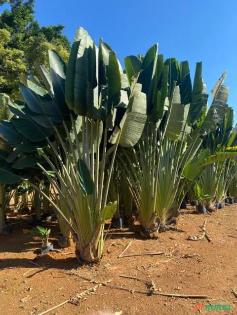 Imagem Ravenala Adulta Imagem Ravenala Adulta