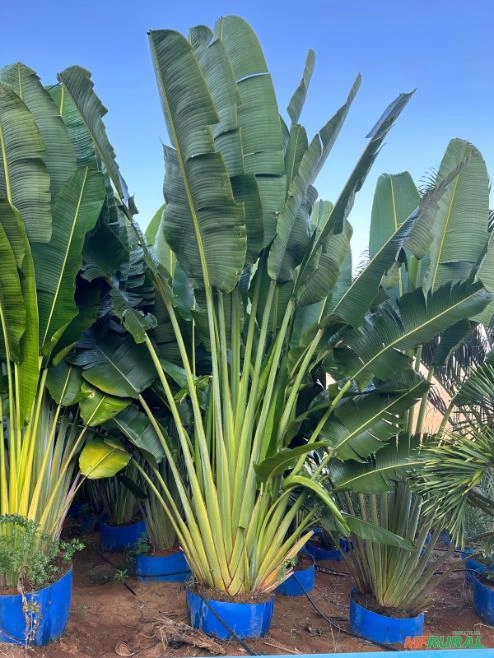 Ravenala Adulta Imagem Ravenala Adulta