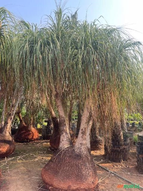 Pata de Elefante Adulta Imagem Pata de Elefante Adulta